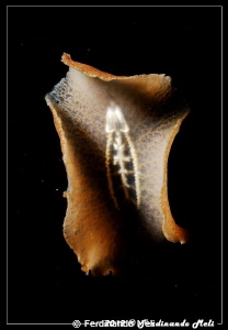 Underwater swimming worm by Ferdinando Meli 